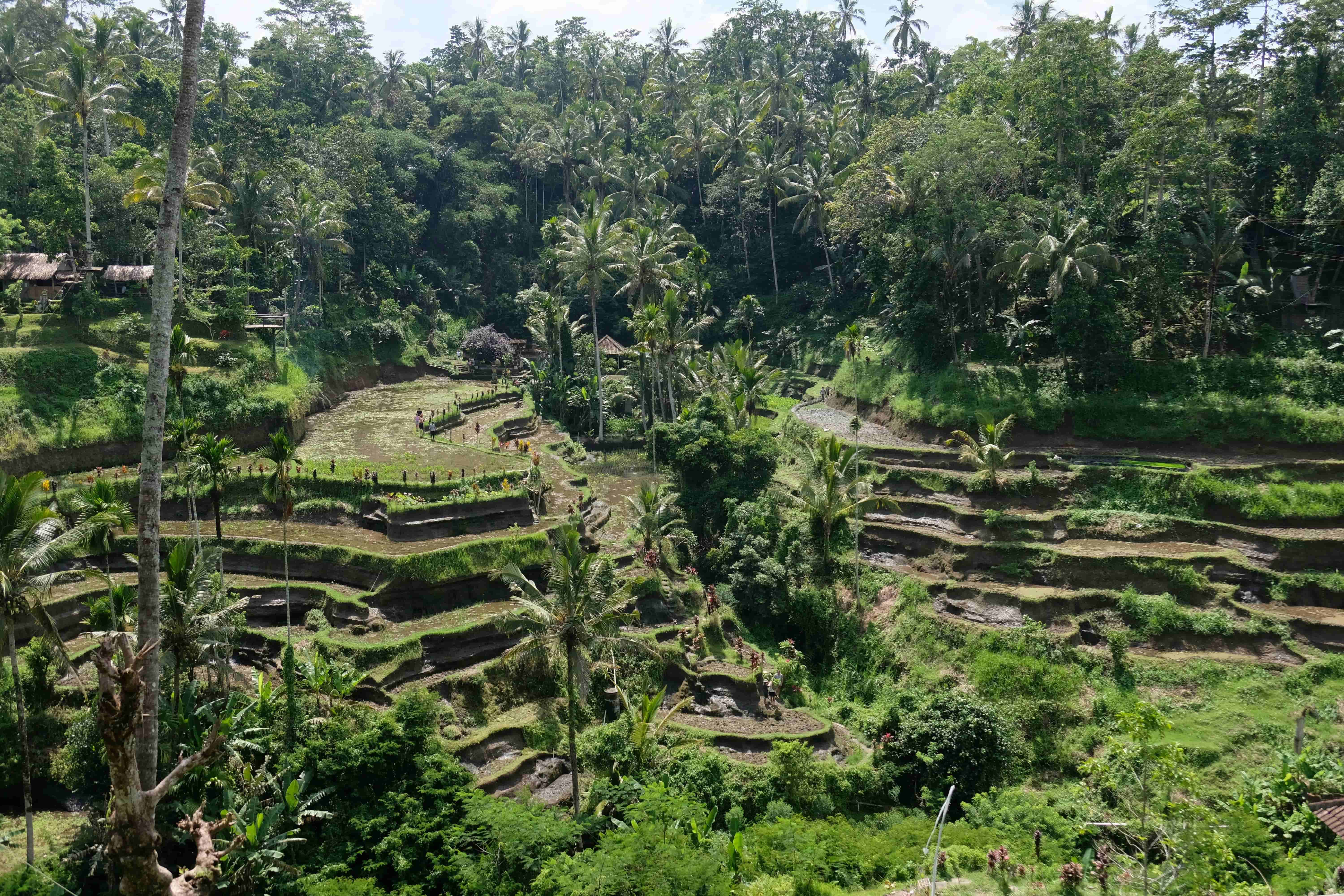 Rice Terraces